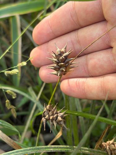 Carex louisianica, 2026-10-09