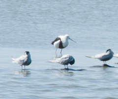 Cladorhynchus leucocephalus
