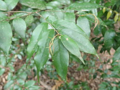 Castanopsis sieboldii