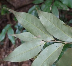 Castanopsis sieboldii