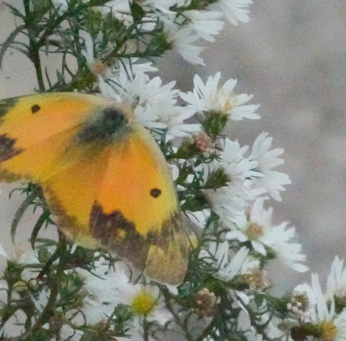 Orange Sulphur