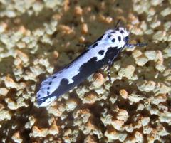 Ethmia semilugens