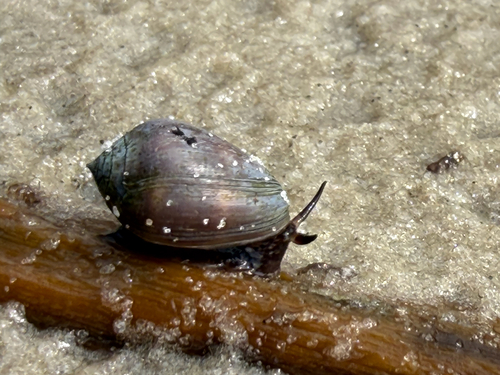 Melampus coffea observed 2026-10-11