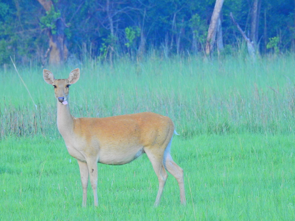 Barasingha in May 2020 by Umesh Paudel · iNaturalist