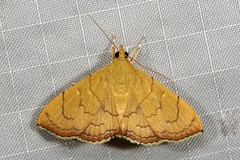 Hyalobathra