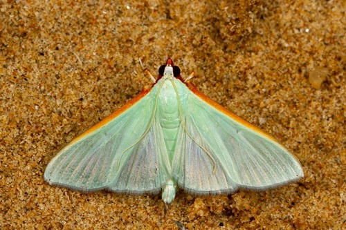 Stemorrhages amphitritalis