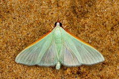 Stemorrhages amphitritalis