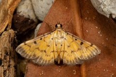 Herpetogramma cynaralis