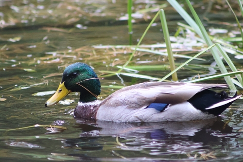 Mallard