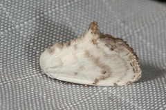 Niphopyralis