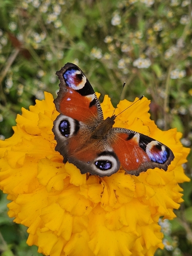 European Peacock Butterfly