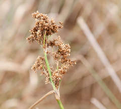 Juncus semisolidus