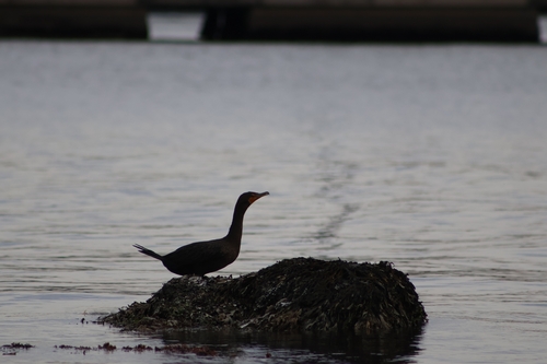 Cormorants and Shags