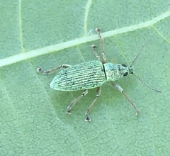 Polydrusus formosus