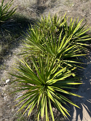 Twisted-leaf Yucca