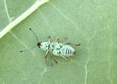 Polydrusus formosus