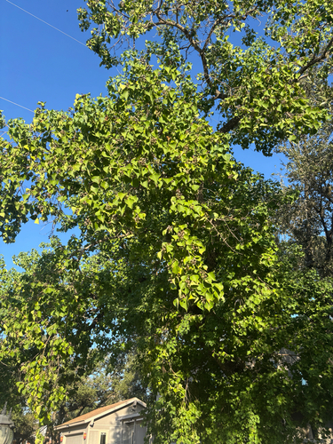 Chinese Tallow