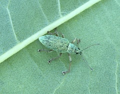Polydrusus formosus