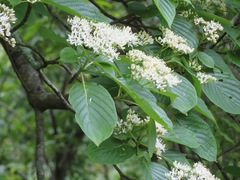 Cornus controversa