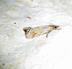 Euchromius californicalis