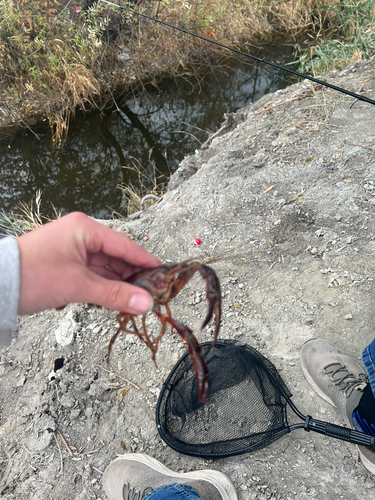 Red Swamp Crayfish