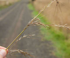 Austrostipa rudis