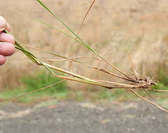 Austrostipa rudis