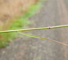 Austrostipa rudis