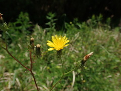 Picris japonica