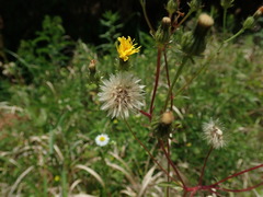 Picris japonica