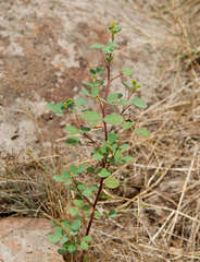 Goodia medicaginea