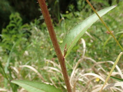 Picris japonica