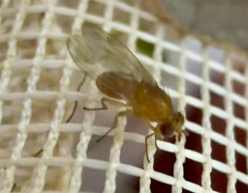 Homoneura unguiculata, 2026-10-11