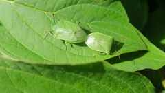 Nezara viridula