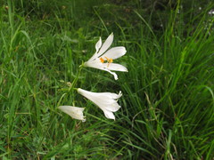 Paradisea liliastrum