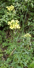 Erysimum diffusum