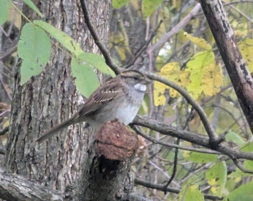 White-throated Sparrow