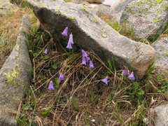 Soldanella pusilla