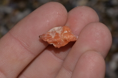 Chicoreus denudatus