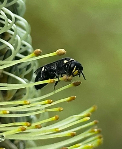Hylaeus bidentatus