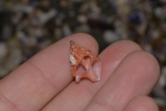 Chicoreus denudatus