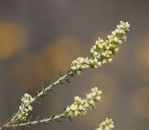 Image of Olearia tubuliflora by (c) Chris Clarke, some rights reserved (CC BY)