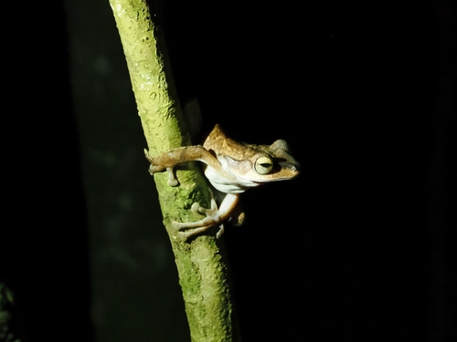 Polypedates macrotis, 2026-10-10