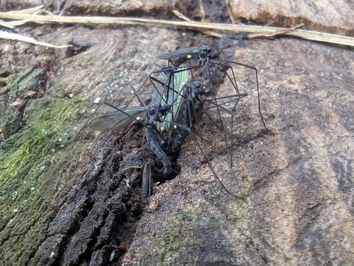 Gnophomyia tristissima