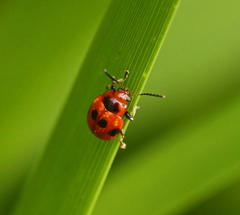 Tinosis decemmaculata