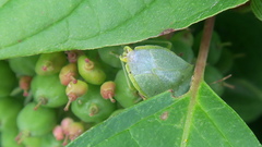 Nezara viridula