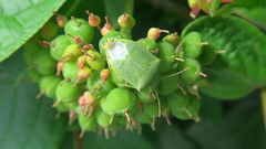 Nezara viridula