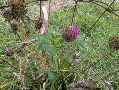Red Clover