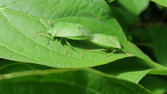 Nezara viridula