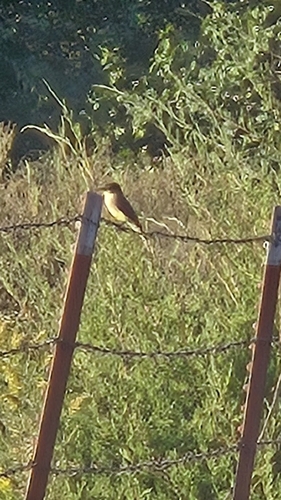 Eastern Phoebe